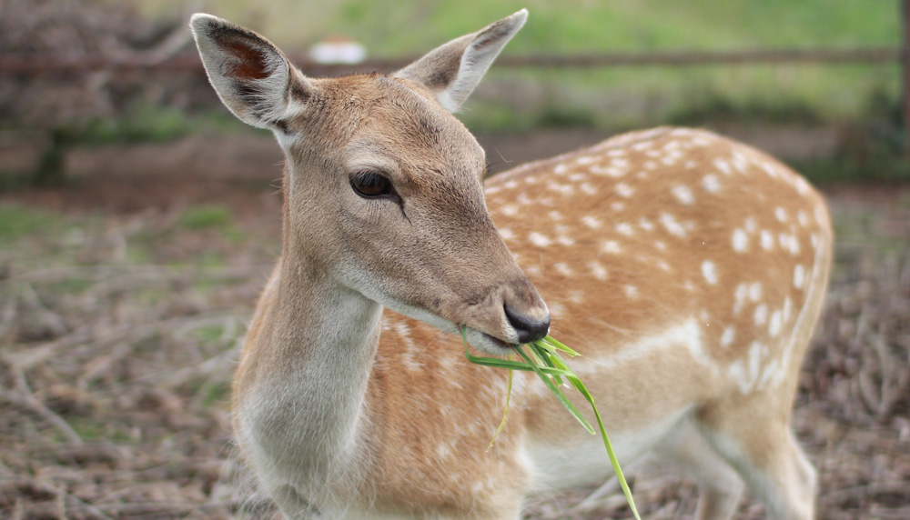 Добро в каждом заказе